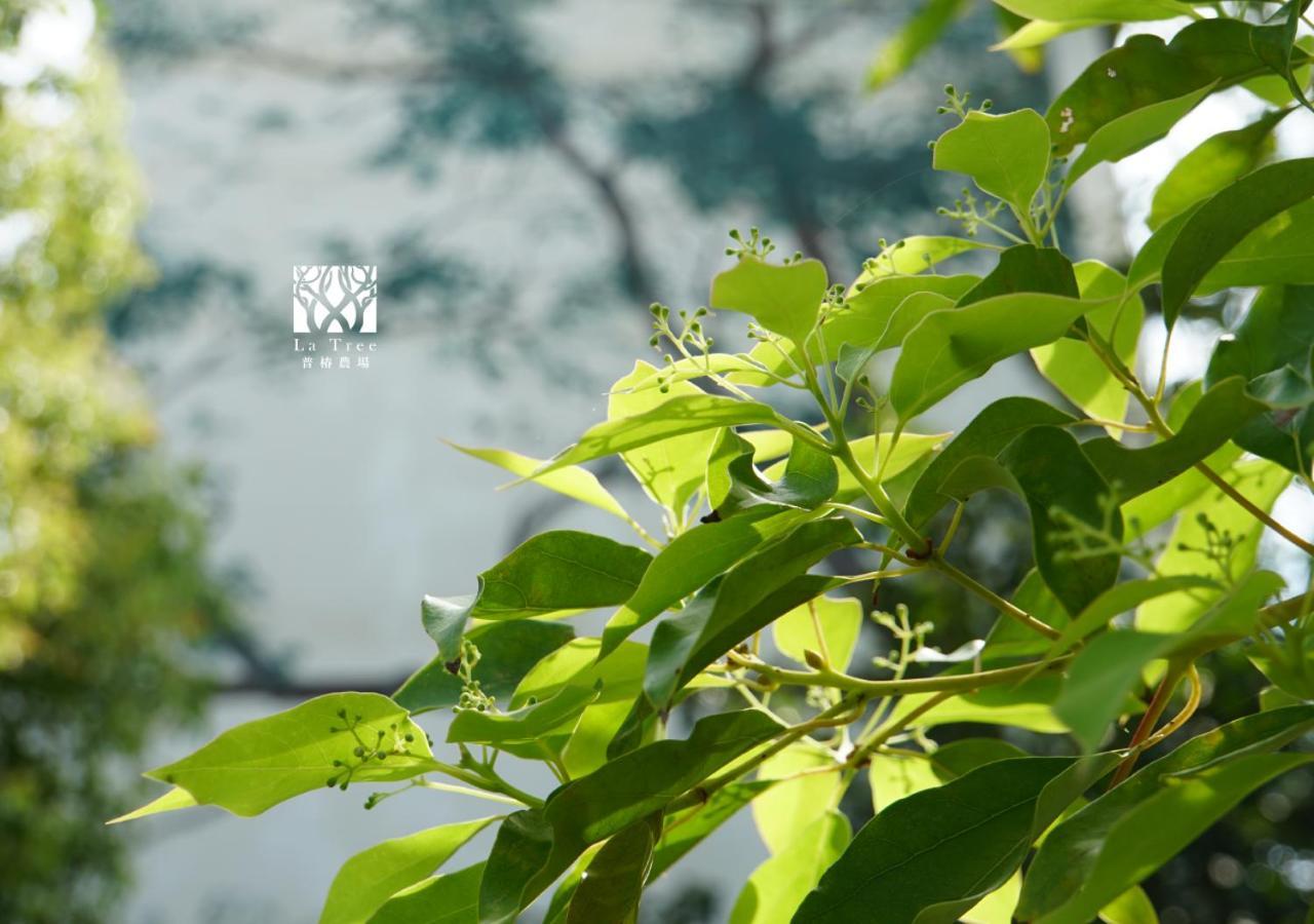 Appartement La Tree 普椿農場木子莊園 à Donghe Extérieur photo