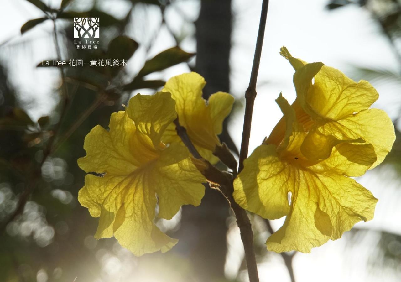 Appartement La Tree 普椿農場木子莊園 à Donghe Extérieur photo