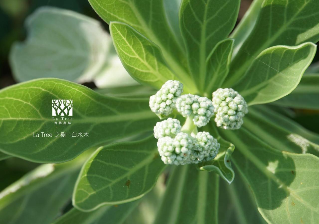 Appartement La Tree 普椿農場木子莊園 à Donghe Extérieur photo